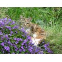 Spring: image 1 of 4 thumb