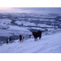 Winter: image 2 of 4 thumb